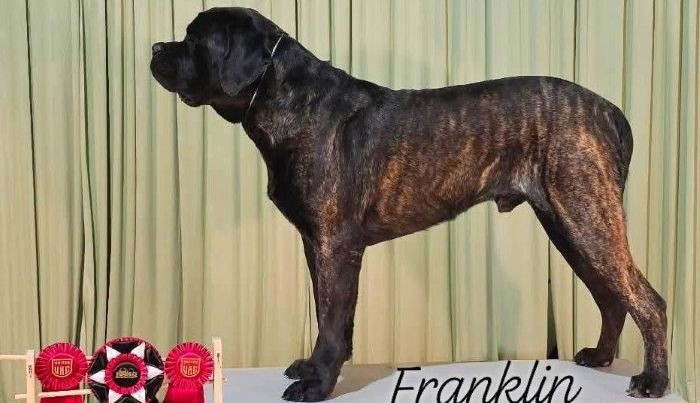 Franklin new CH